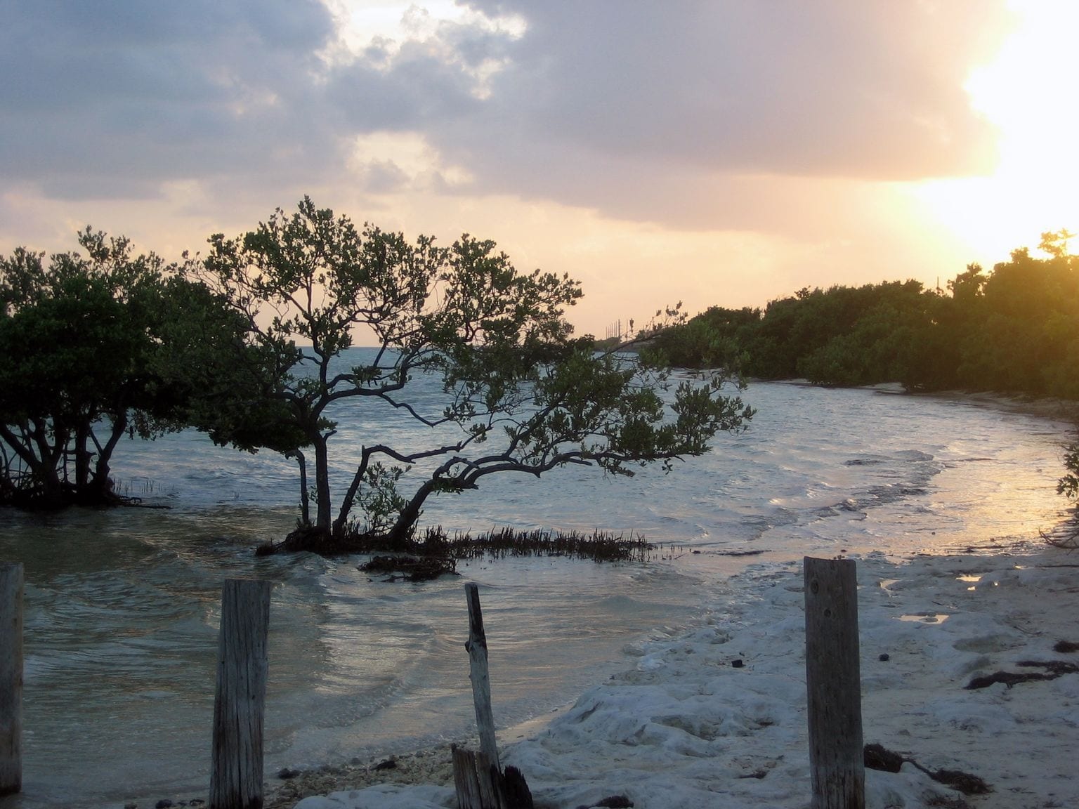Anne's Beach: mangrove trees and wooden posts at shoreline at sunset