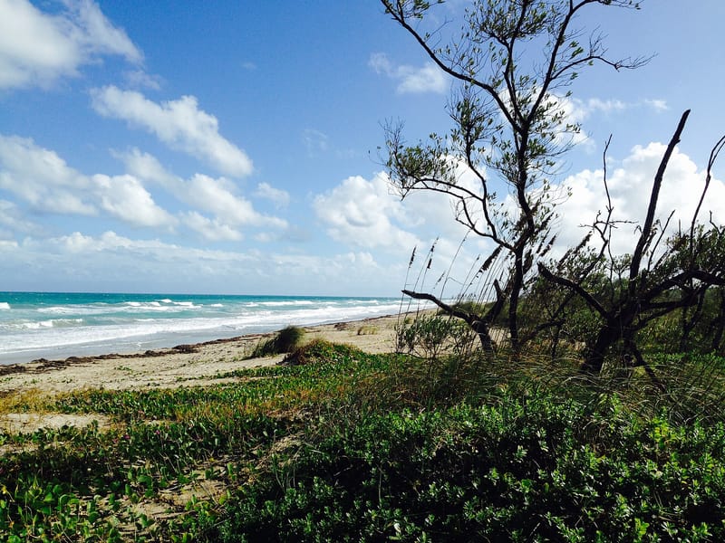Blind Creek Beach North: beach shoreline with coastal vegetation, trees, and turquoise water