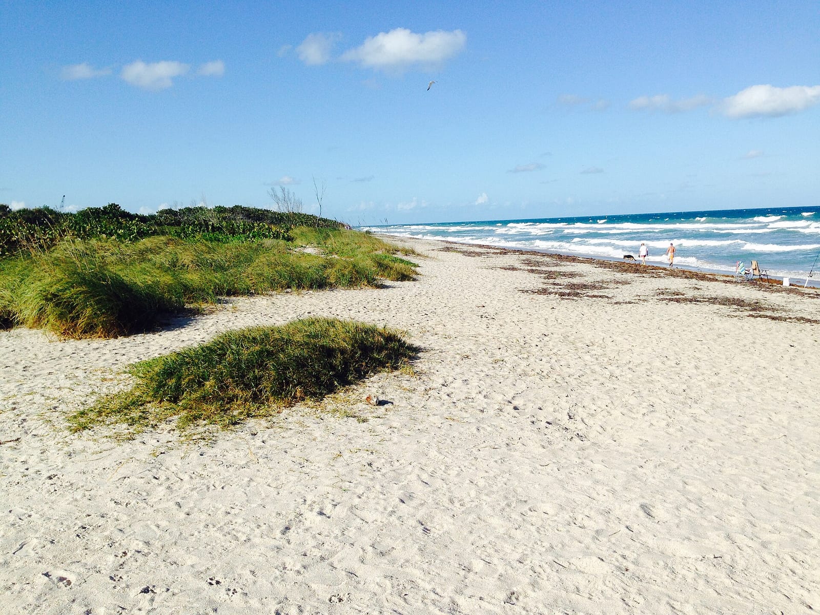 Blind Creek Beach South: sandy beach with dune vegetation, ocean waves, few distant people