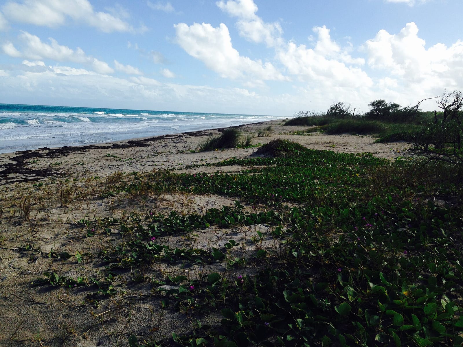 Blind Creek Beach South: sandy beach with coastal vegetation, driftwood, and ocean waves