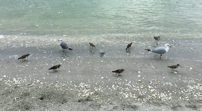 Blind Pass Beach: shorebirds wading in shallow water on sandy beach