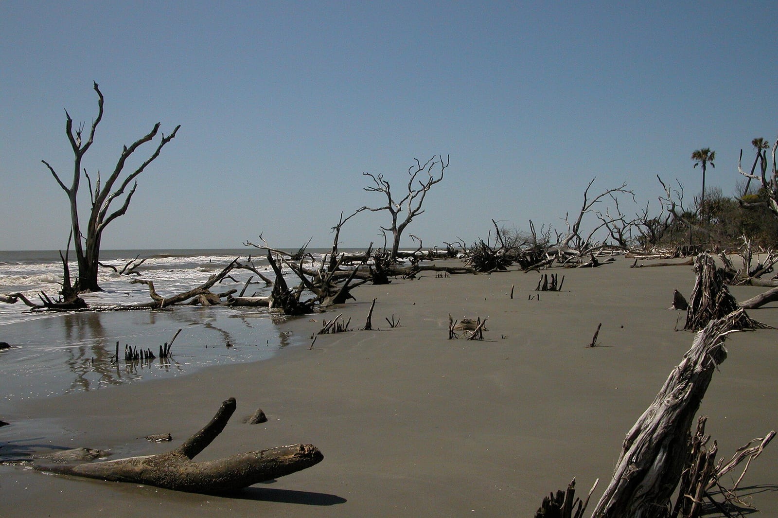 Bone Yard Beach: dead trees and driftwood scattered across sandy beach and shallow water