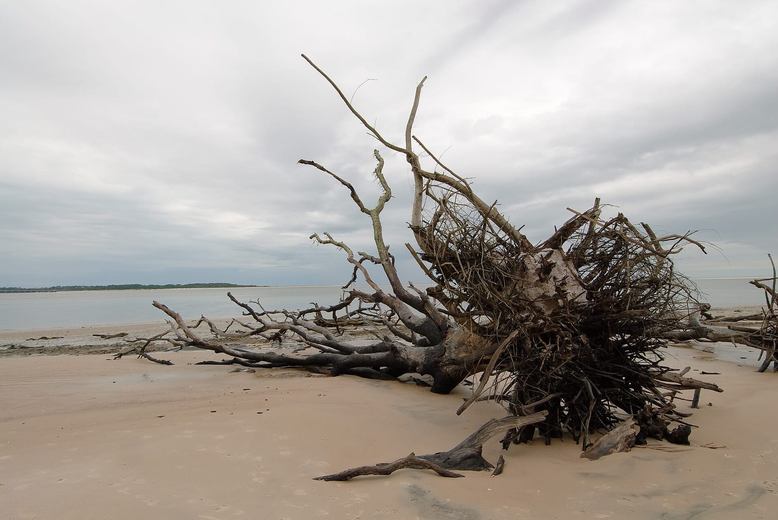 Bone Yard Beach: uprooted tree with exposed roots on sandy beach shore