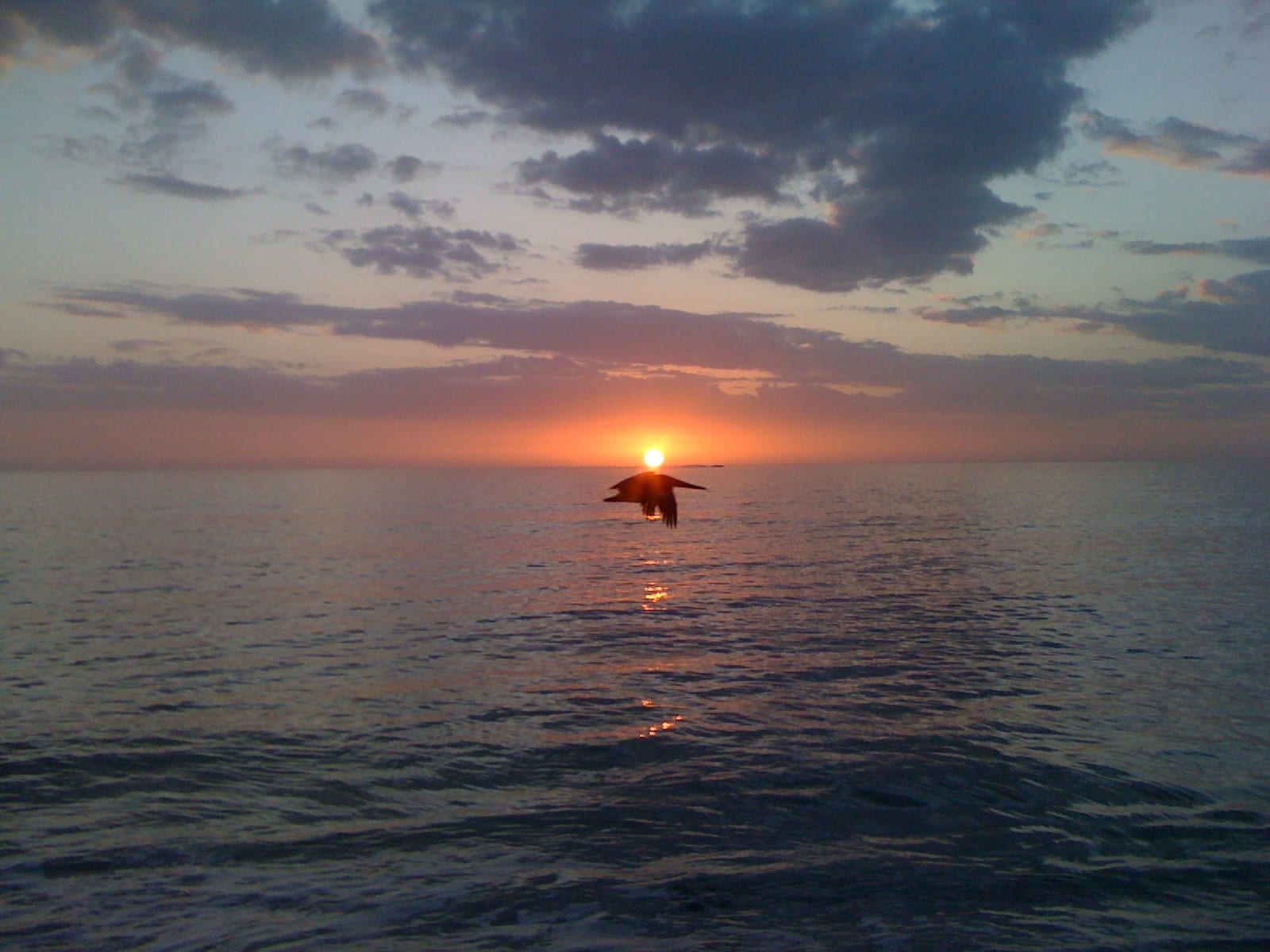 Bonita Beach: sunset over ocean with bird flying through sky