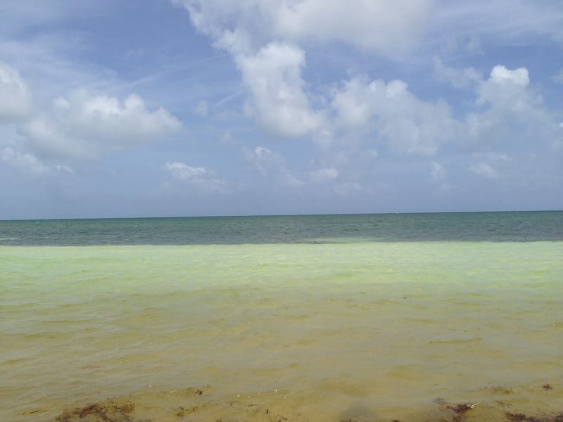 Calusa Beach: shallow water, sandy beach, blue sky with white clouds