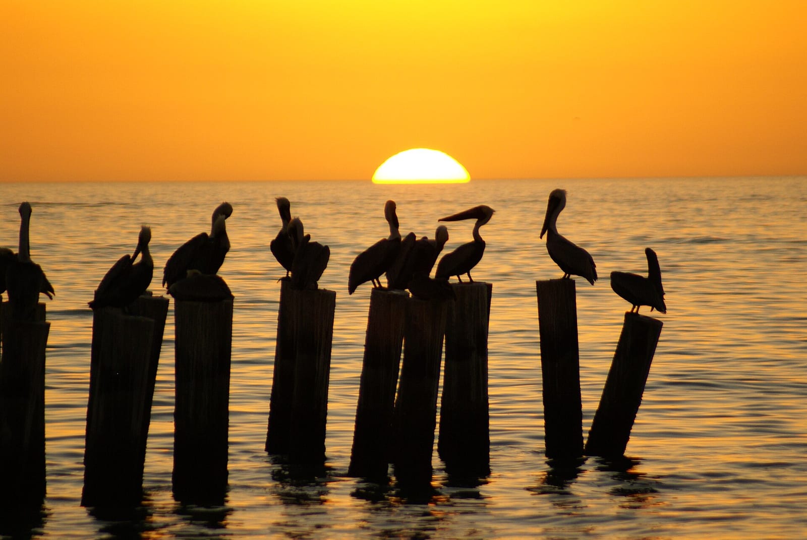Central Avenue Beach: pelicans perched on wooden posts at sunset over ocean