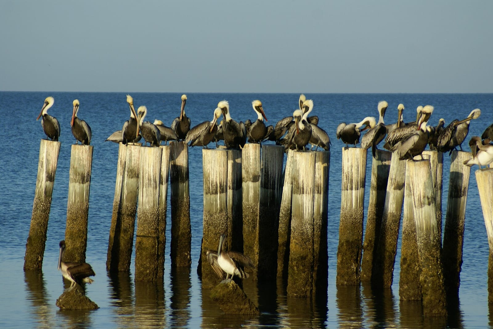 Central Avenue Beach: pelicans perched on wooden pilings in shallow ocean water