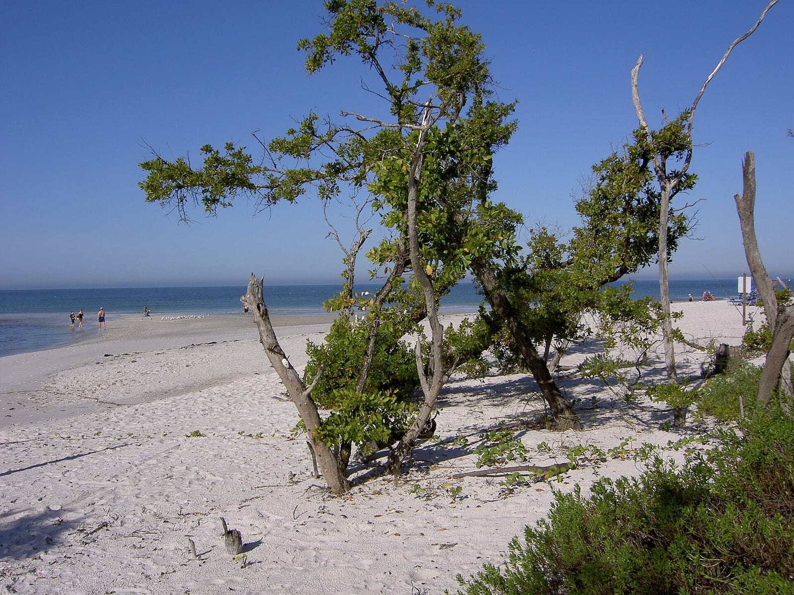 Clam Pass Beach: sandy beach with gnarled trees, ocean, and distant beachgoers visible