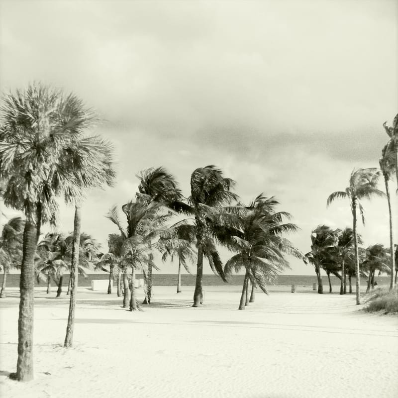 Crandon Beach: sandy beach with palm trees, ocean, overcast sky, windy conditions