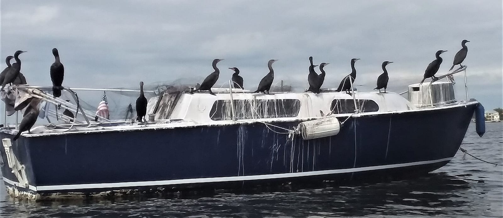 Crystal Beach: fishing boat with cormorants perched on railings in harbor