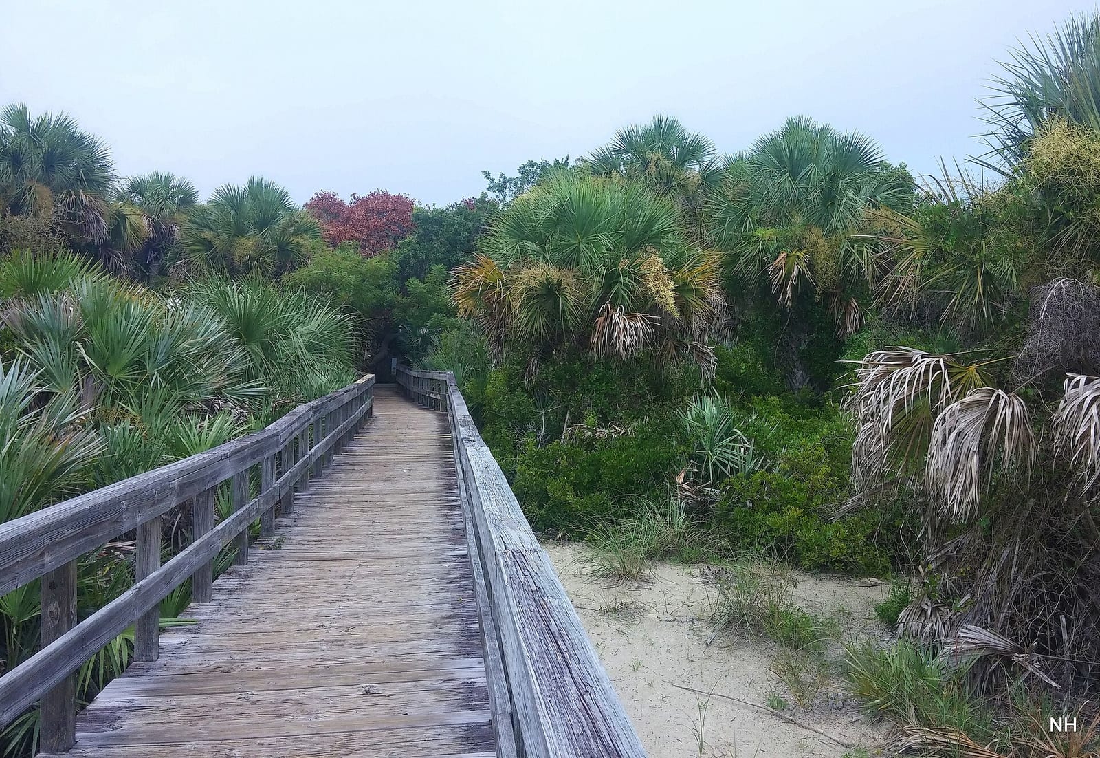 Disappearing Island: wooden boardwalk through palm trees and beach vegetation toward shoreline
