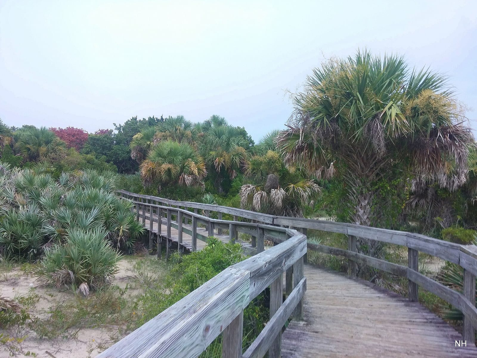 Disappearing Island: wooden boardwalk through coastal dunes and palm vegetation