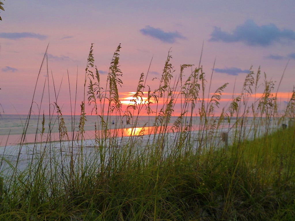 Dunedin Beach: sunset over ocean with sea oats and beach grass in foreground