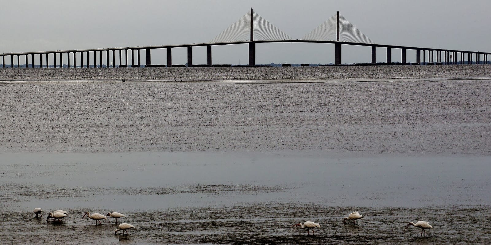 East Beach: bridge spanning water with birds on mudflat below, overcast sky