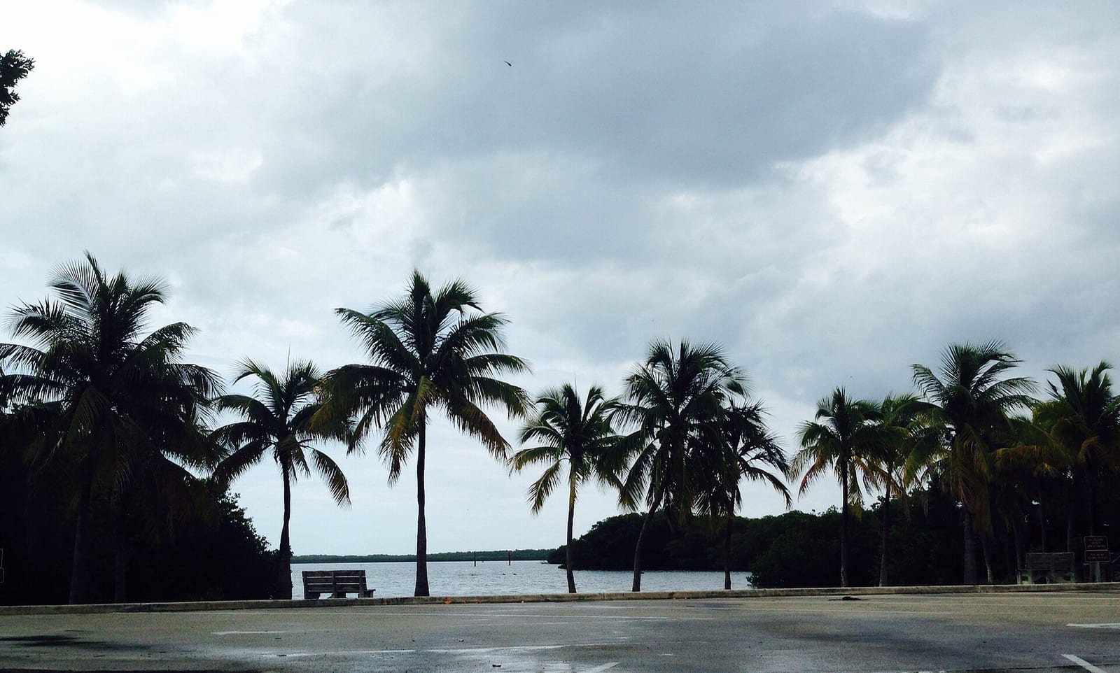 Far Beach: palm trees line waterfront with wet pavement and cloudy sky
