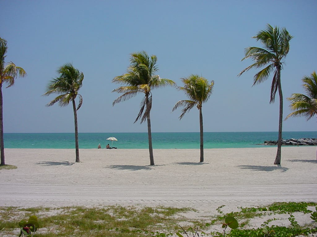 Haulover Beach: sandy beach with palm trees, turquoise water, and distant beachgoers