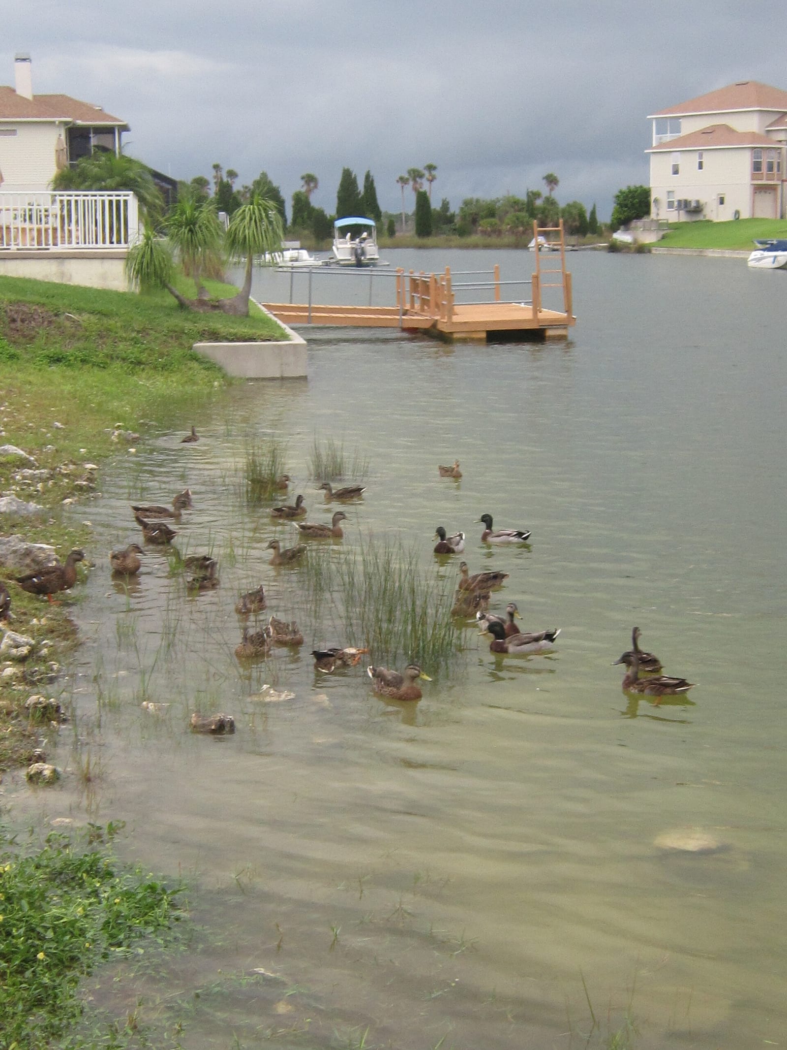 Hernando Beach: waterfront homes with dock, boats, and ducks in canal