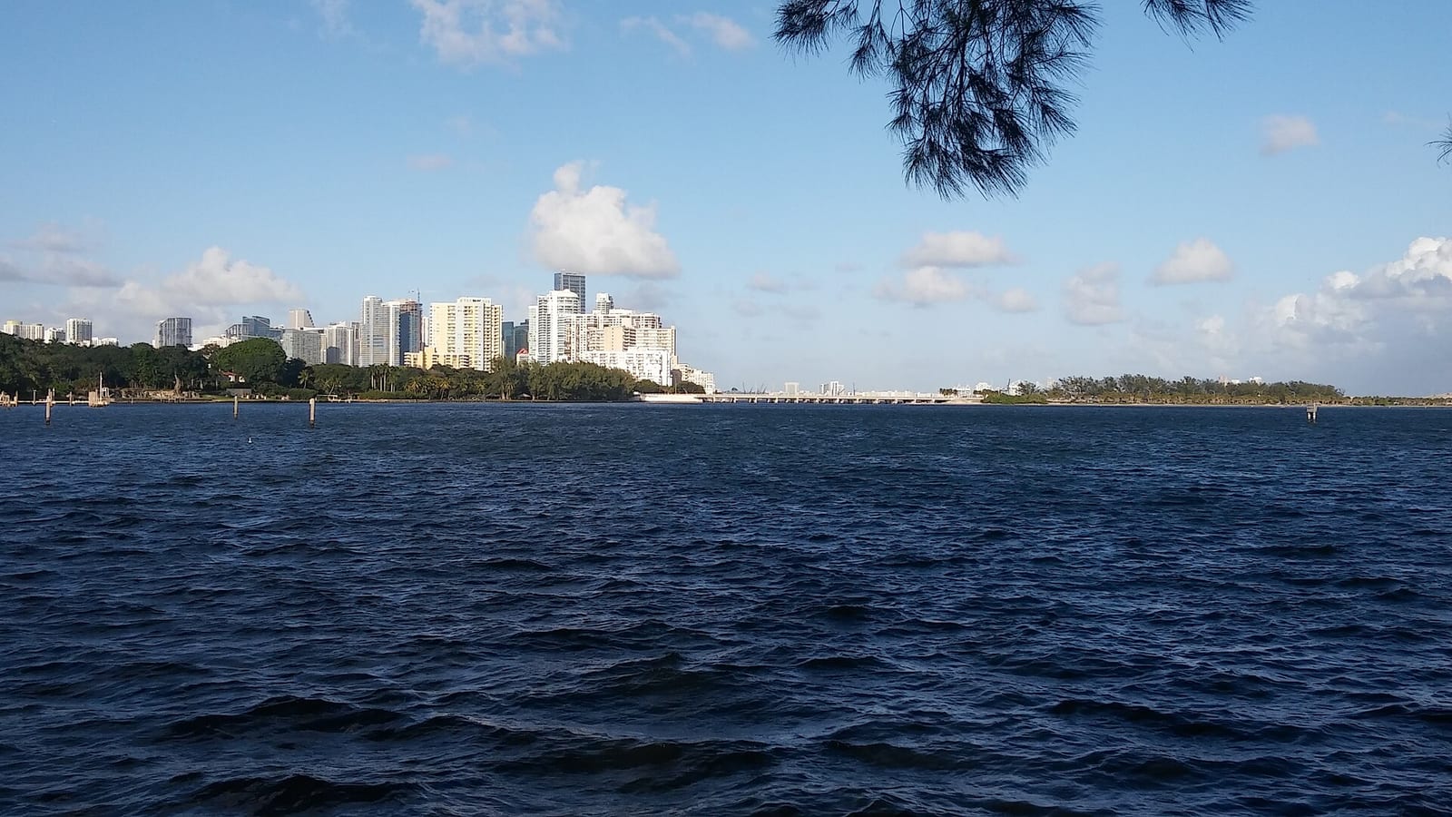 Hobie Island Beach: waterfront view of high-rise buildings and palm trees along shoreline