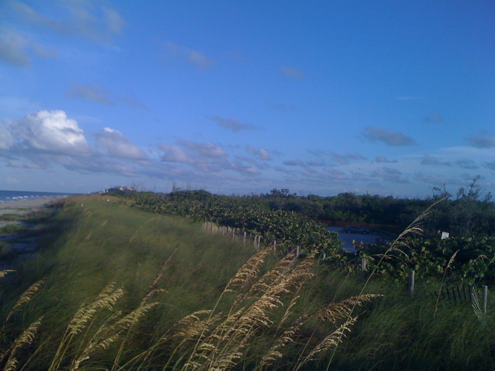 Jensen Beach: grassy dunes and marshland with water and distant tree line