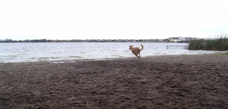 Lake Baldwin Park Beach: dog running on sandy beach with water and shoreline in background