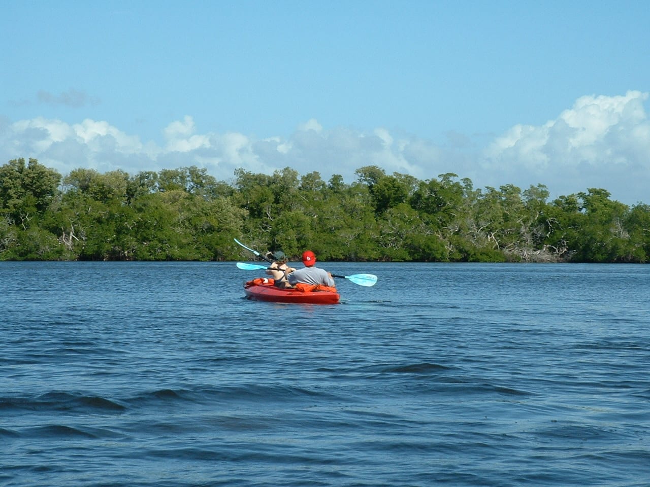 Lee County Dog Beach: kayakers paddling on water with mangrove forest shoreline background
