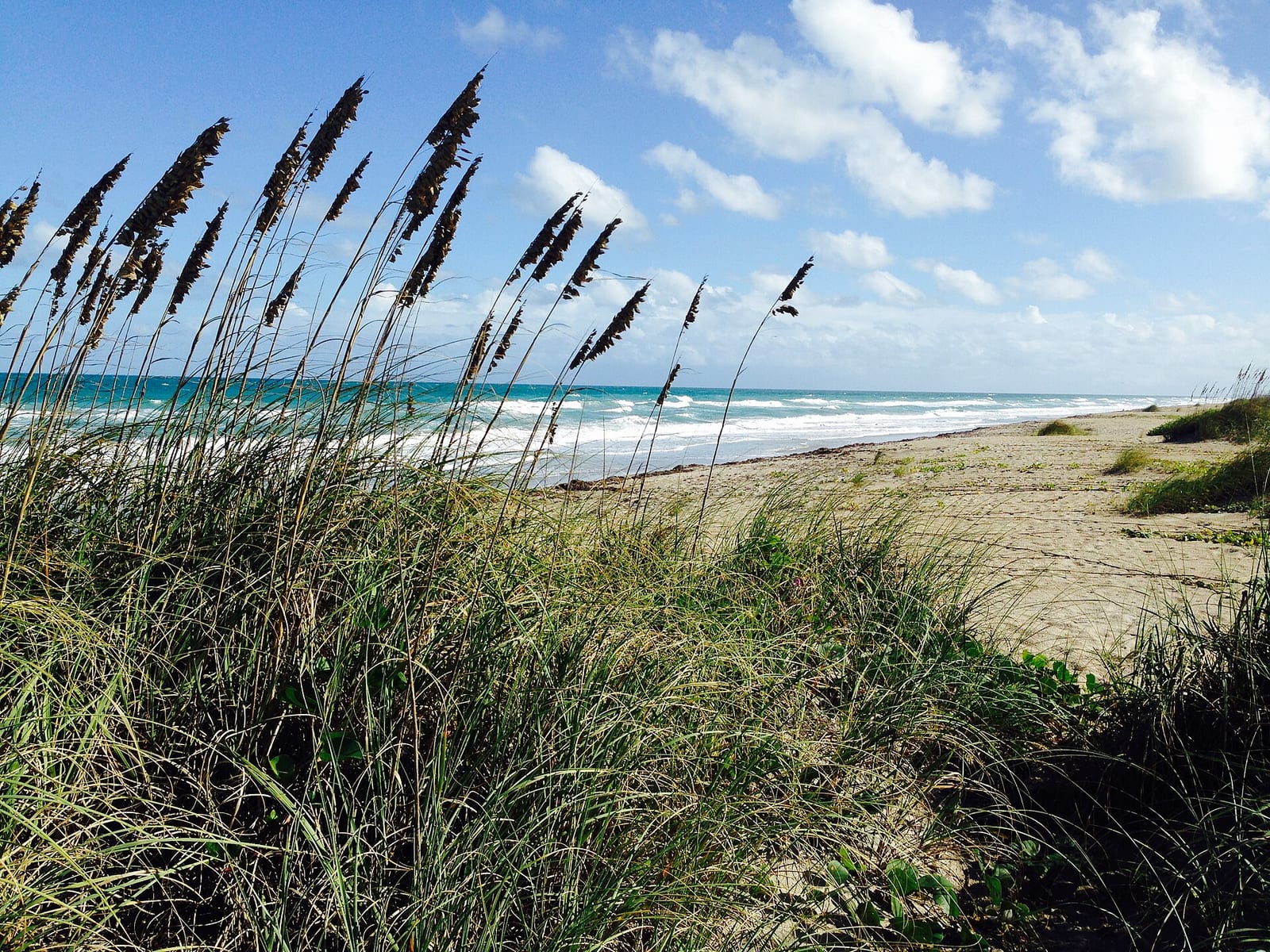 Little Mud Creek Beach: beach with dune grasses, sand, and ocean under blue sky