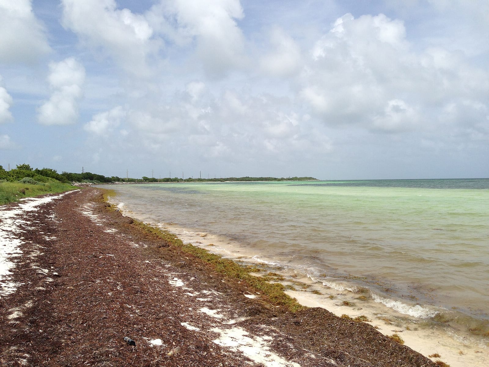 Loggerhead Beach: shoreline with seaweed and shallow turquoise water, vegetation inland