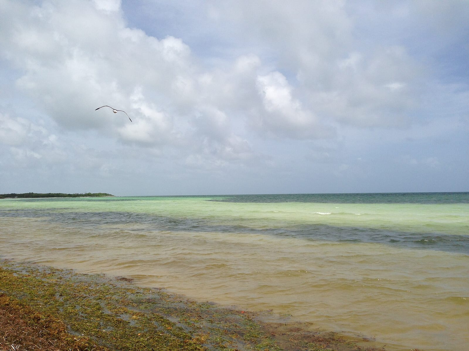 Loggerhead Beach: shallow coastal waters with kite, sandy shore, cloudy sky