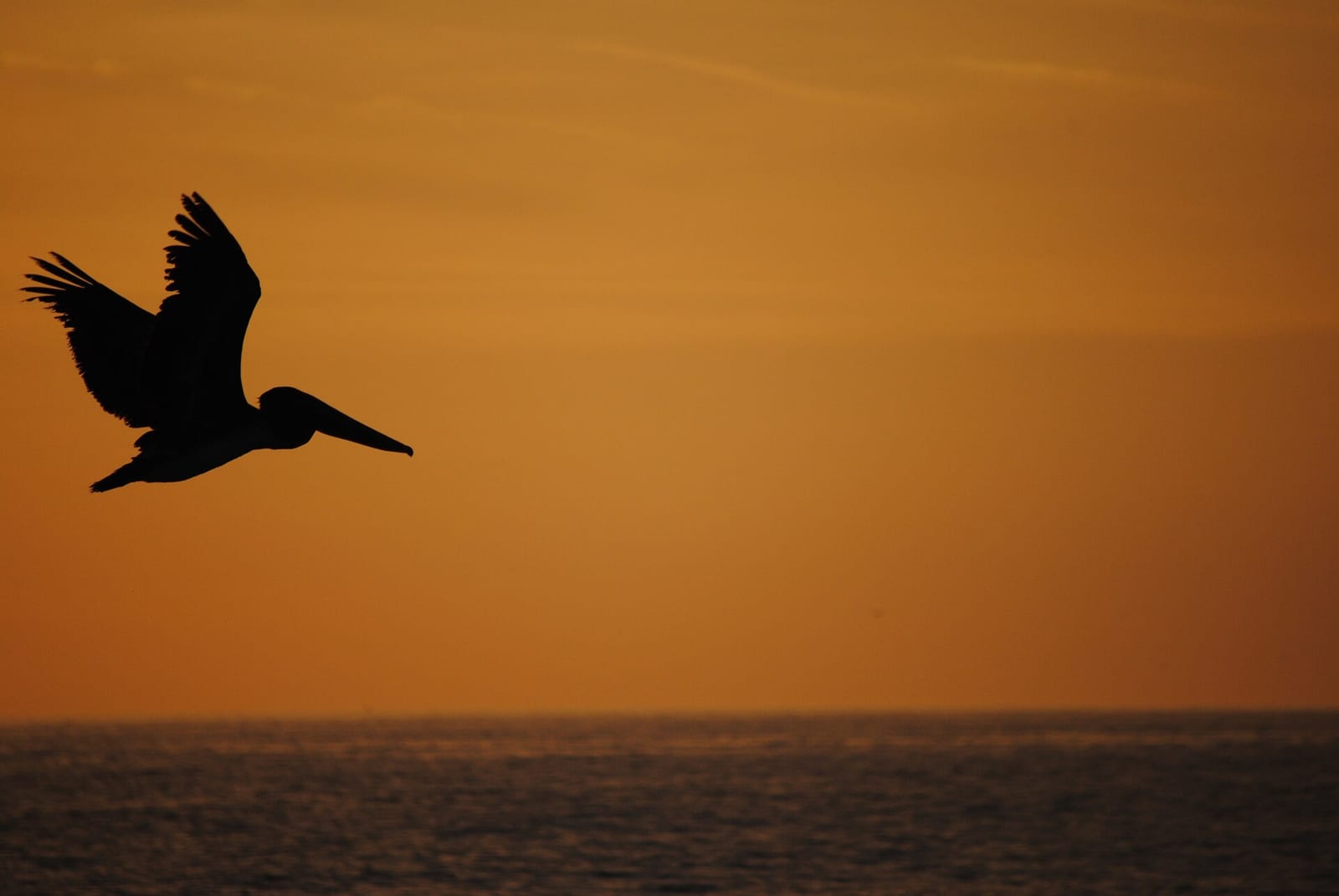 Manatee County Beach: silhouette of flying bird over ocean at sunset
