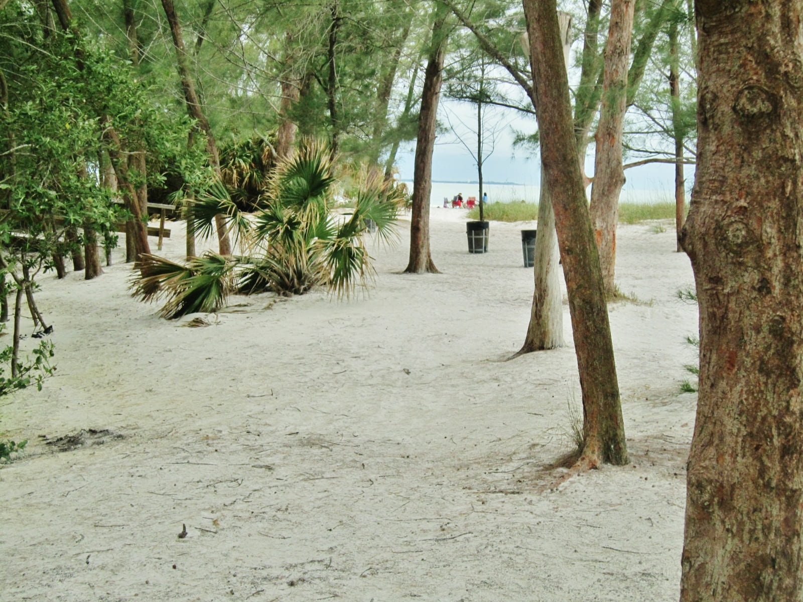 North Beach: beach area with palm trees, sand, and water visible in distance