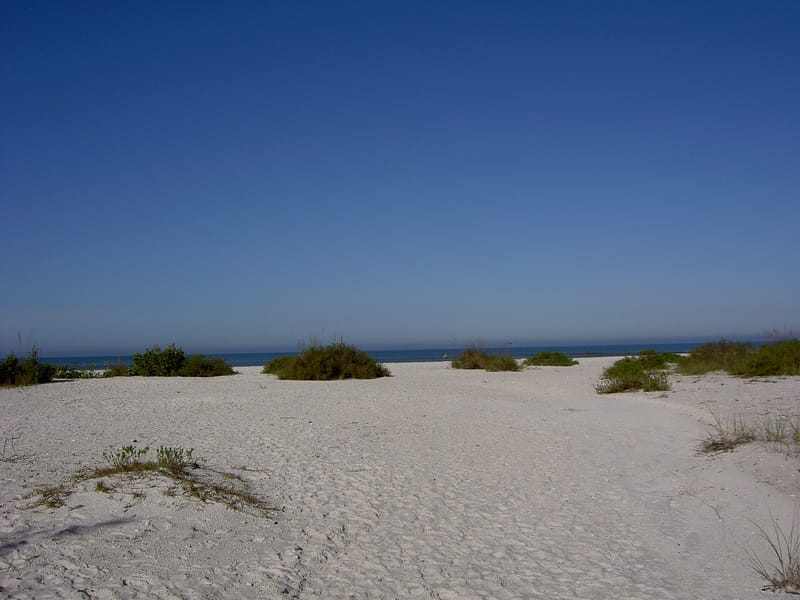 Pelican Bay South Beach: sandy beach with dune vegetation, ocean and clear blue sky