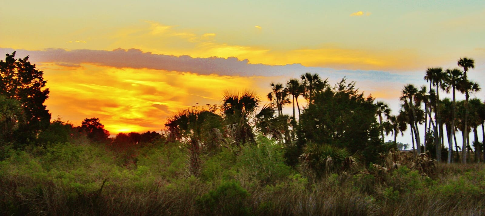 Pine Island Park: sunset over wetland landscape with palm trees and vegetation