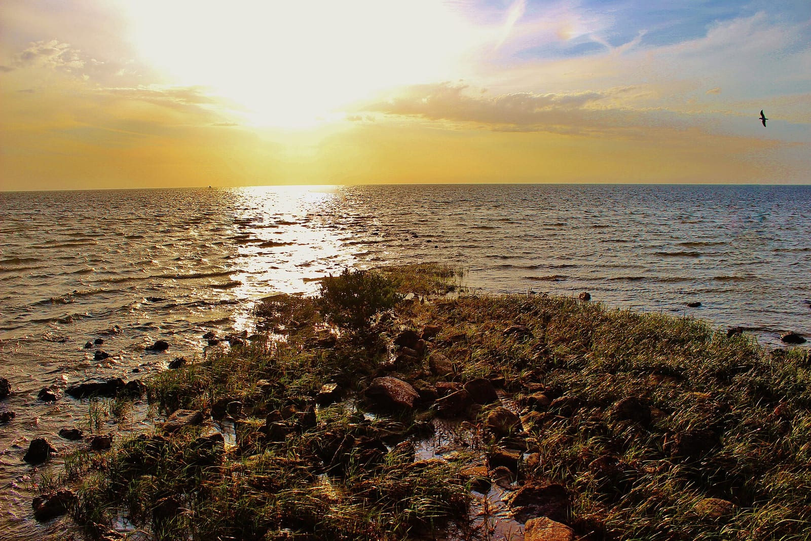 Pine Island Park: sunset over ocean with rocky shoreline and vegetation in foreground