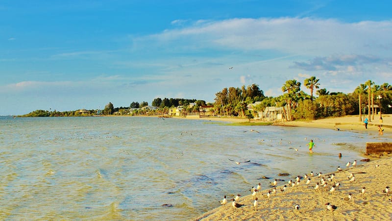 Pine Island Park: sandy beach with swimmers, palm trees, houses along shoreline