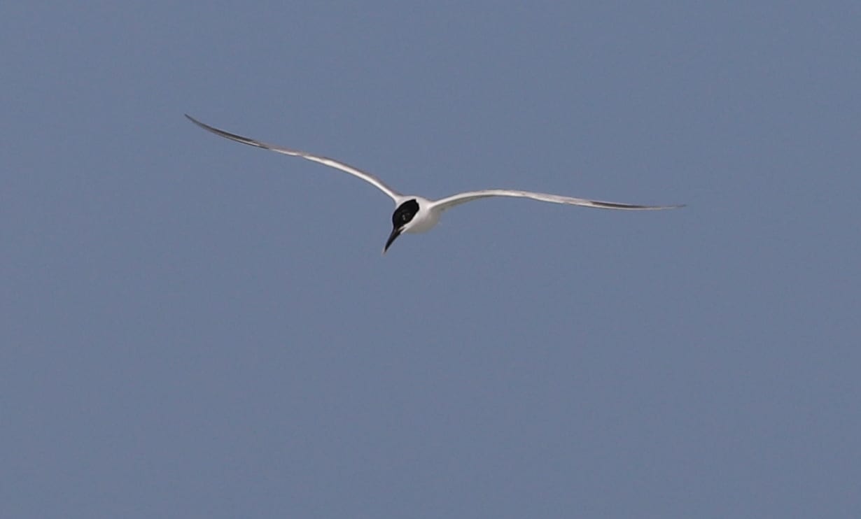 Public Beach Access 2: seabird in flight against clear blue sky