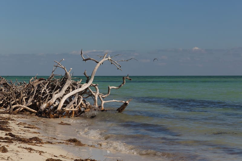 Sandspur Beach: driftwood on sandy beach with turquoise ocean and sky