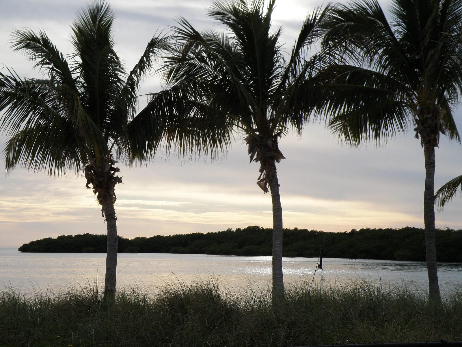 Sombrero Beach: palm trees frame calm water with mangrove shoreline at dusk