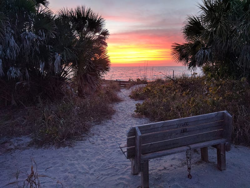Venice Beach: wooden bench on sand facing ocean at sunset with palm trees